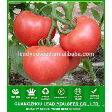 NT491 Tianhe preços tomate sementes china manufactory